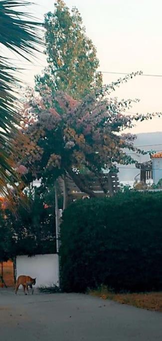 "Patra'S" Apartments Patra Ποσειδώνιο Εξωτερικό φωτογραφία